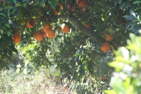 Orangenbaum1.JPG