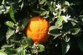 Orangen.JPG